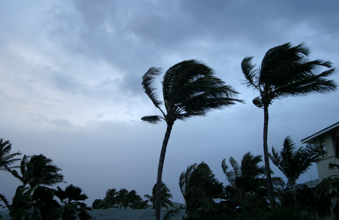 Palm trees blown towards one direction by strong winds.