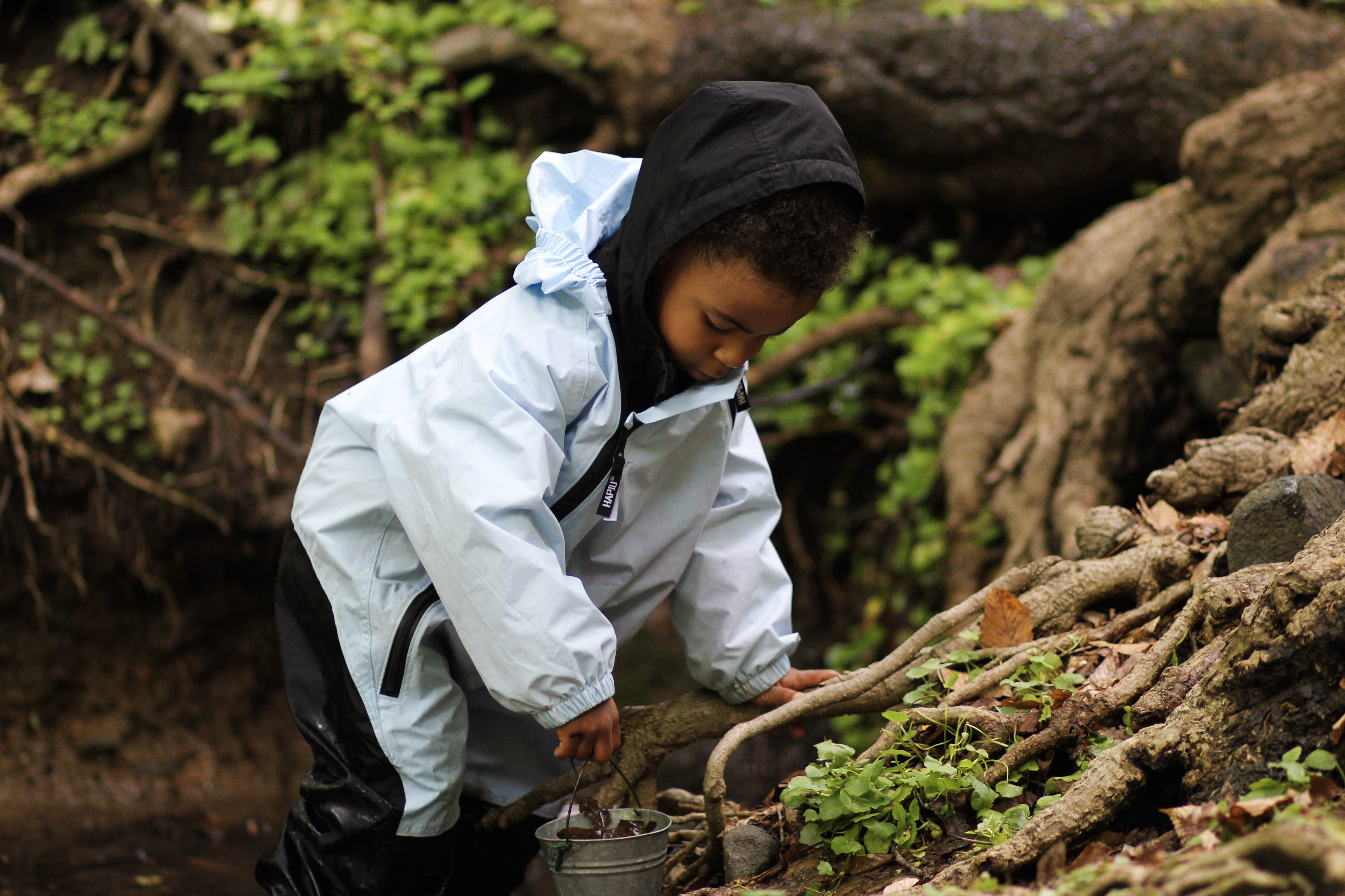  A young child in a rain suit and hood holding a small metal bucket bends over a stream near a gnarled bunch of tree roots. 