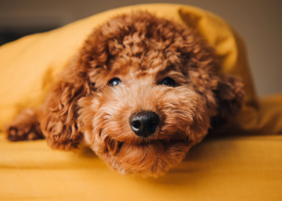 A small red curly poodle dog lies on the bed and peeps out from yellow blanket.