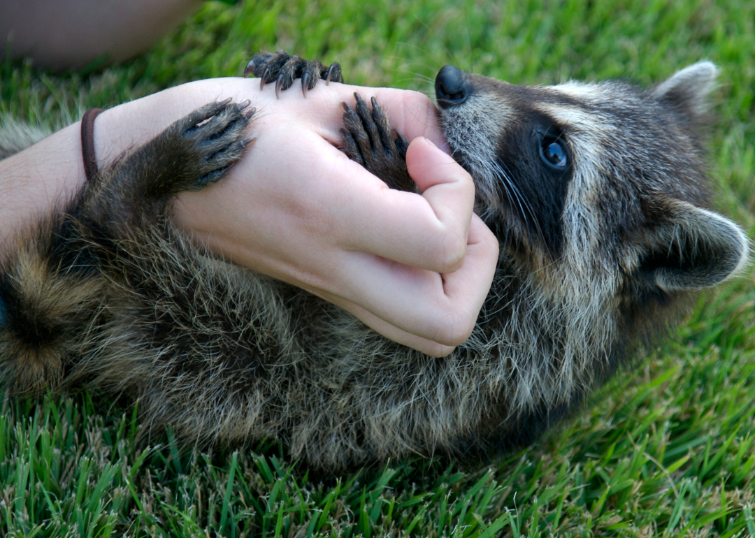 Pets Banned in Every State Stacker