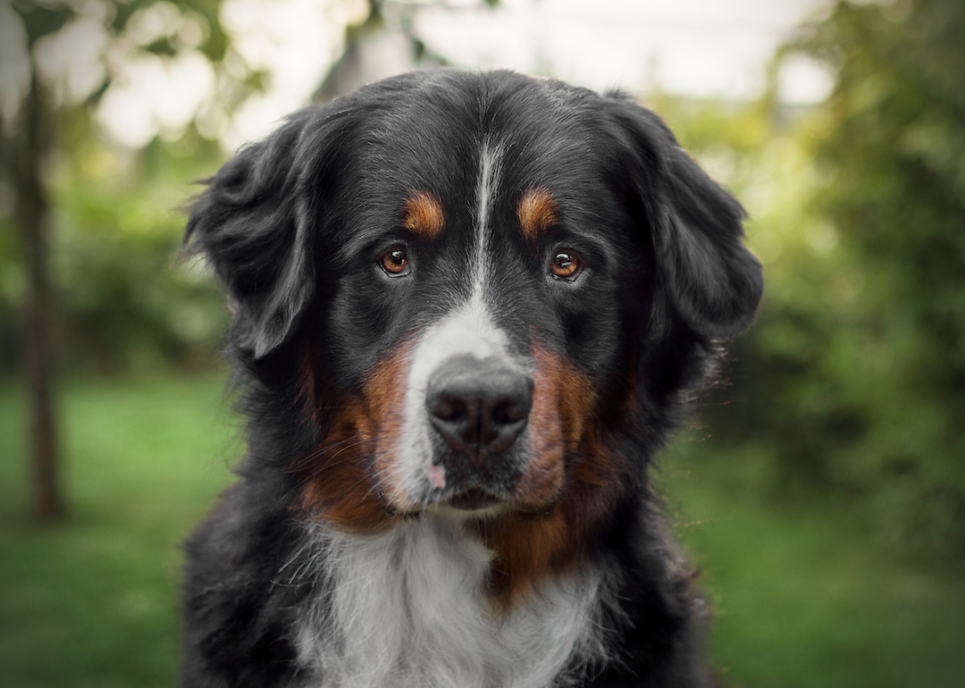 Royal Portrait of a Saint Bernard Dressed Like a British King