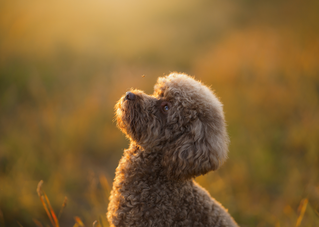 The Teacup Poodle - Facts About This Miniature Breed - Animal Corner
