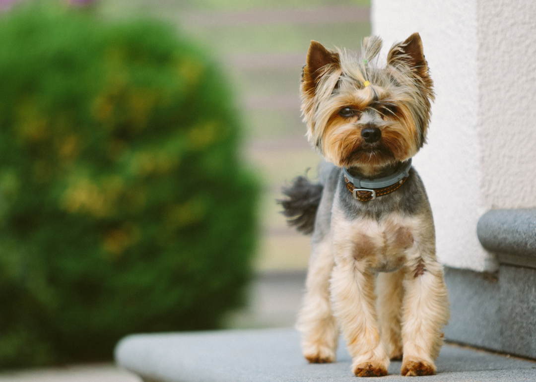 https://static.stacker.com/s3fs-public/2023-10/tiniest-dog-breeds-yorkshire-terrier.png