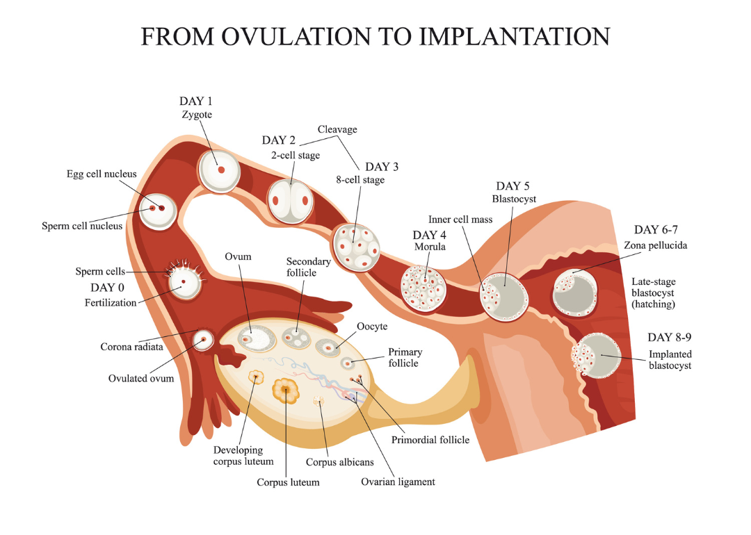 From ovulation to implantation.Fertilization, zygote, cleavage, morula, blastocyst.