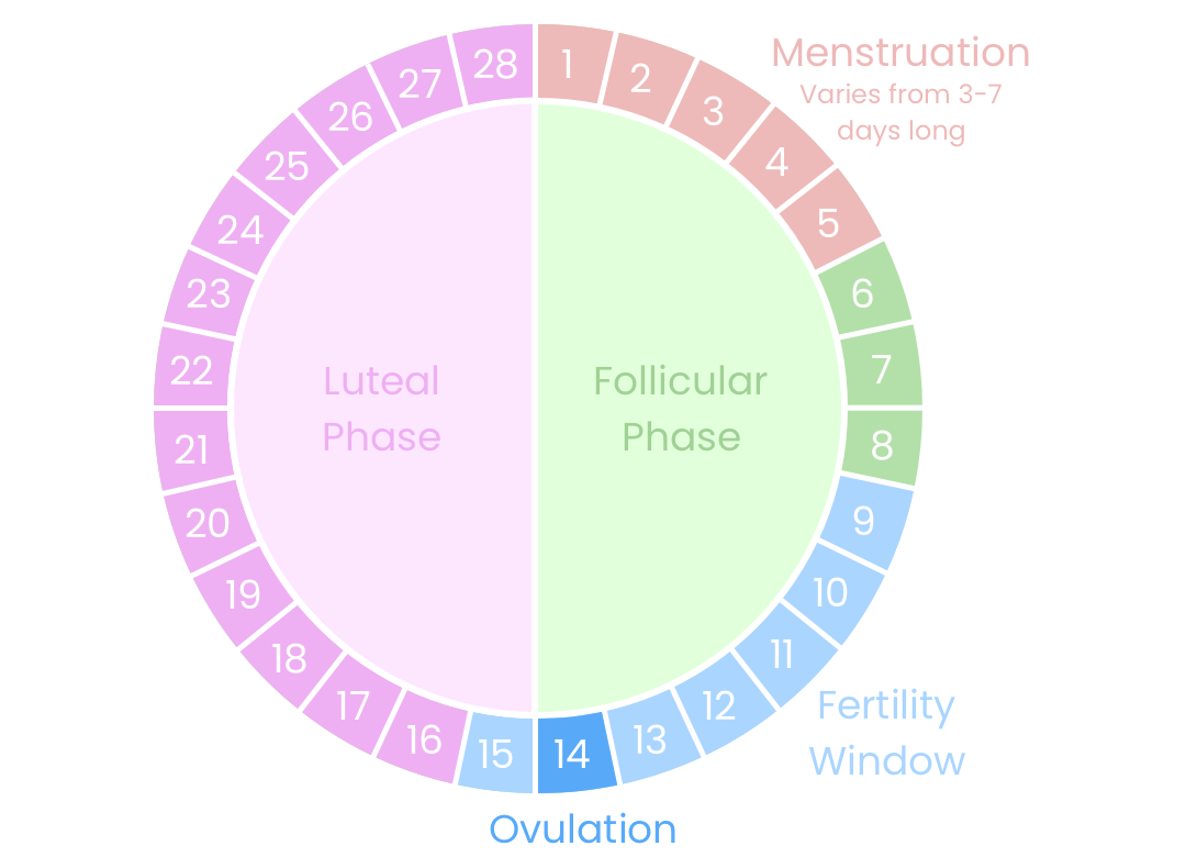 diagram showing phases of menstrual cycle within 28 days