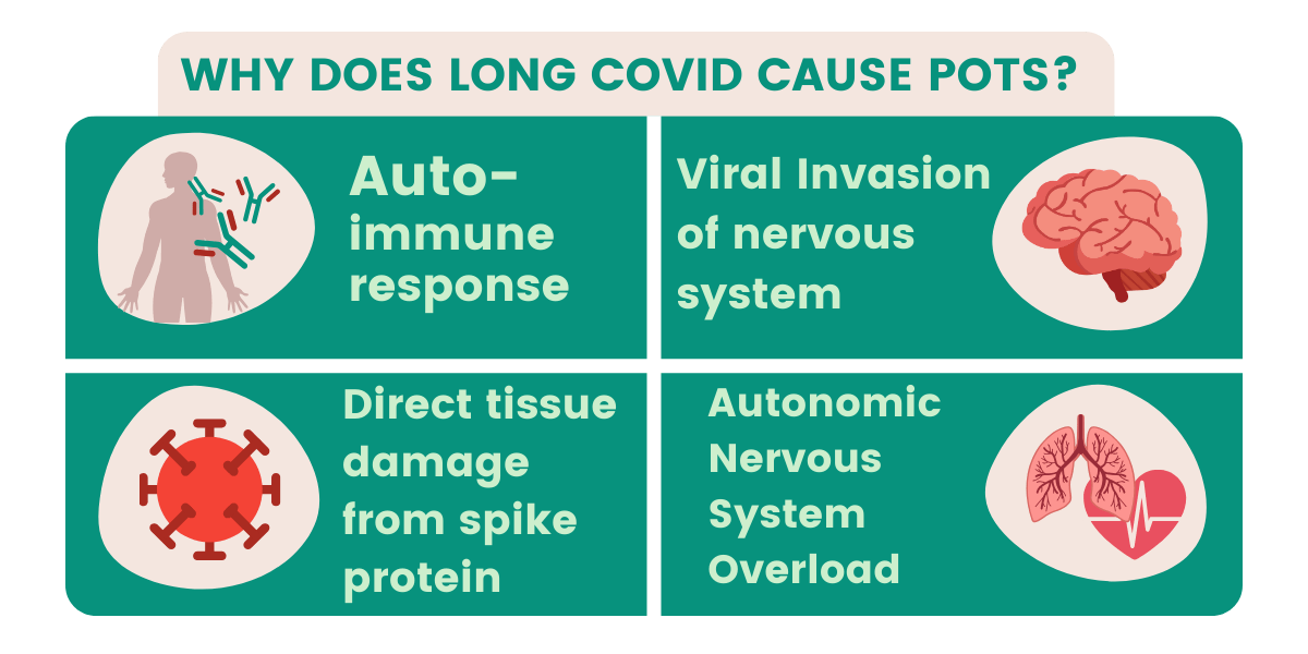 Graphic explaining why does Long Covid cause POTS?