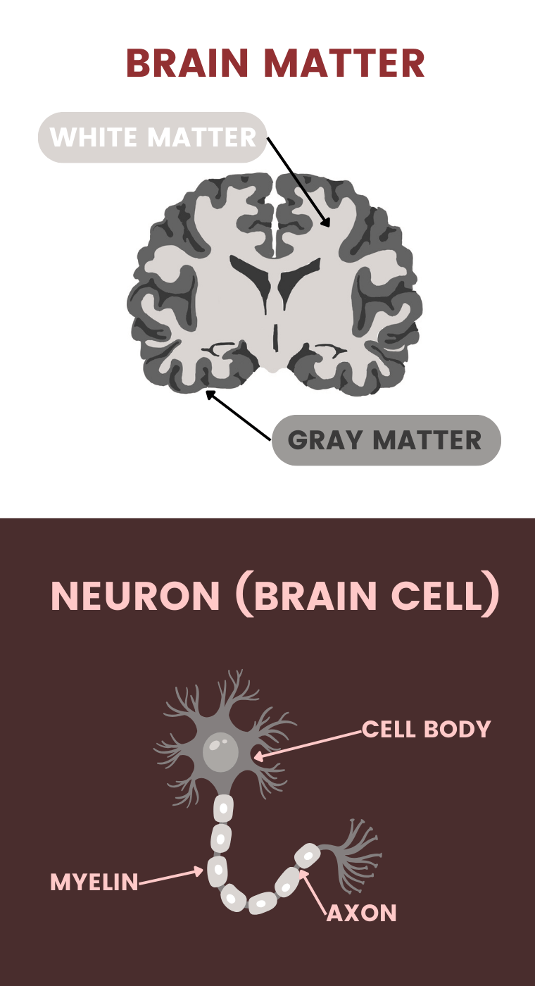 An illustration of the brain matter showing the white and grey part, including the parts of a neuron.
