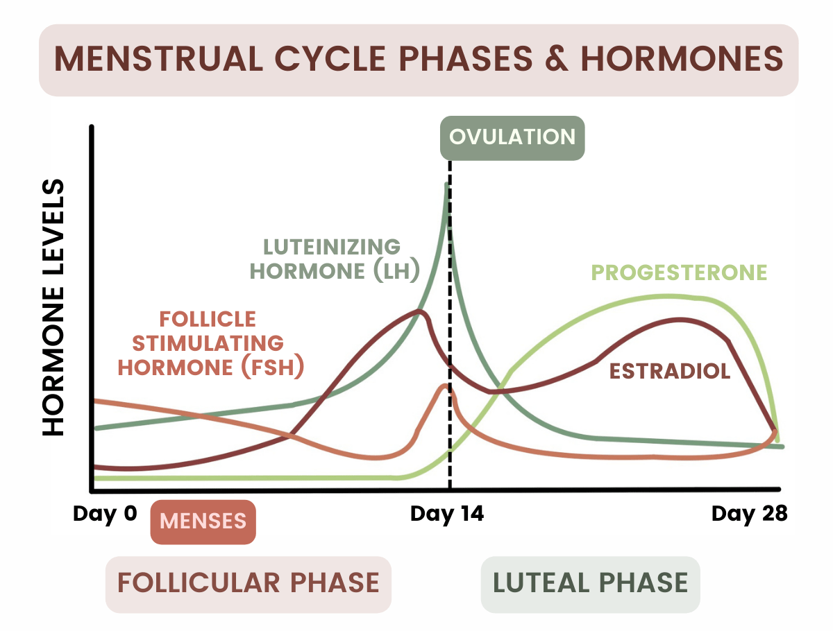 A graph showing menstrual cycle phases and hormones.