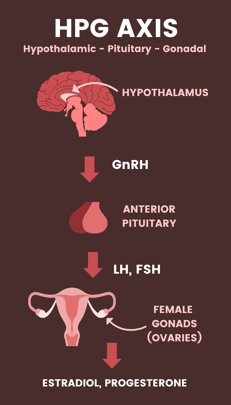 An illustration showing the HPG axis.