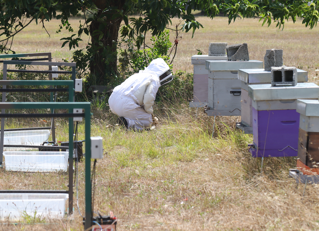 Beekeepers place the harps around their hives in positions along the hornets’ frequent flight paths. 