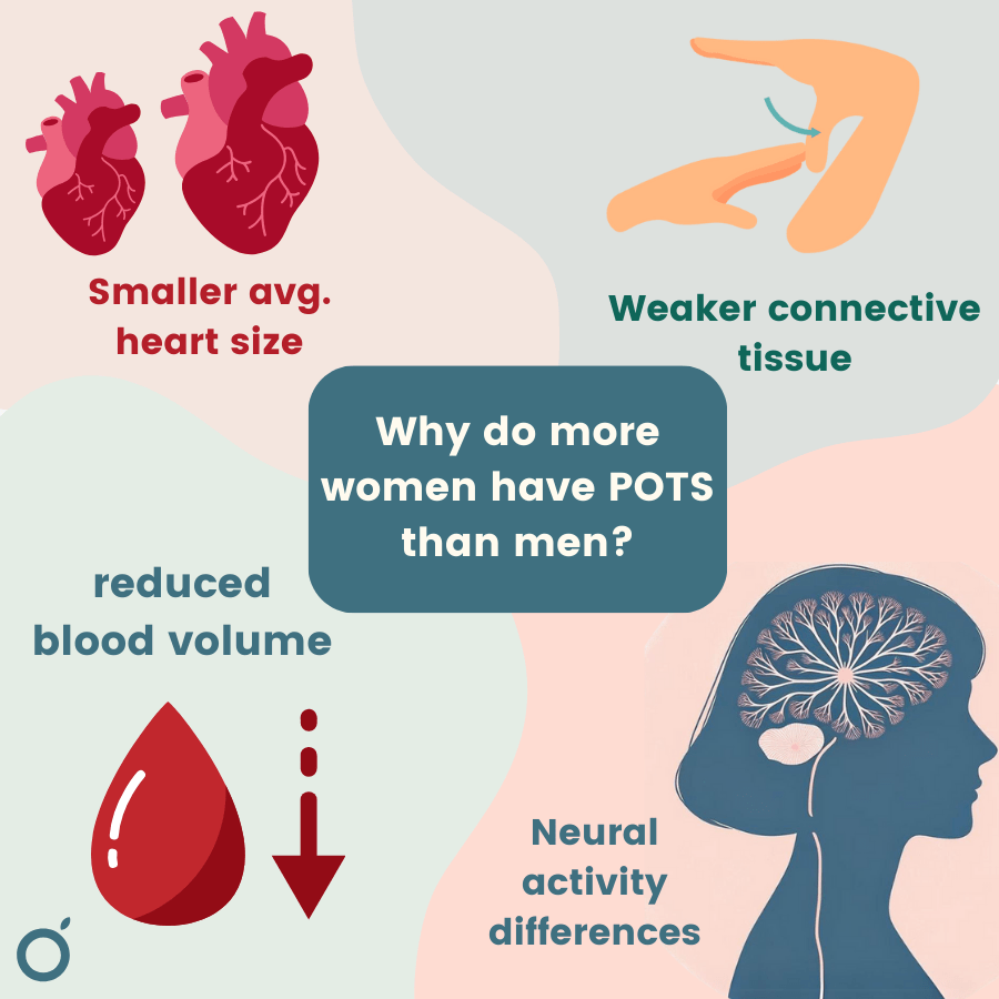 Infographic showing reasons more women have POTS than men.