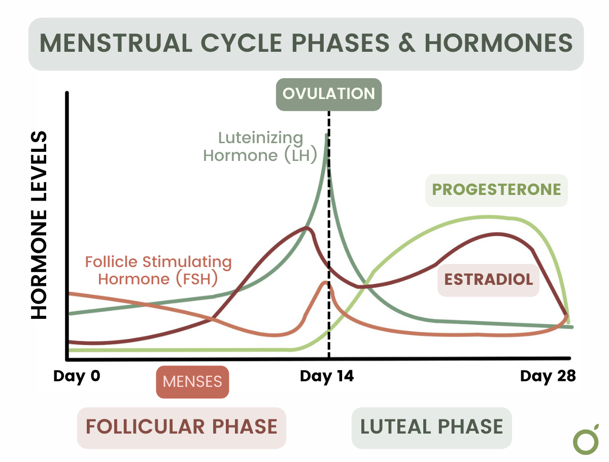 Graphic showing menstrual cycle phases & hormones.