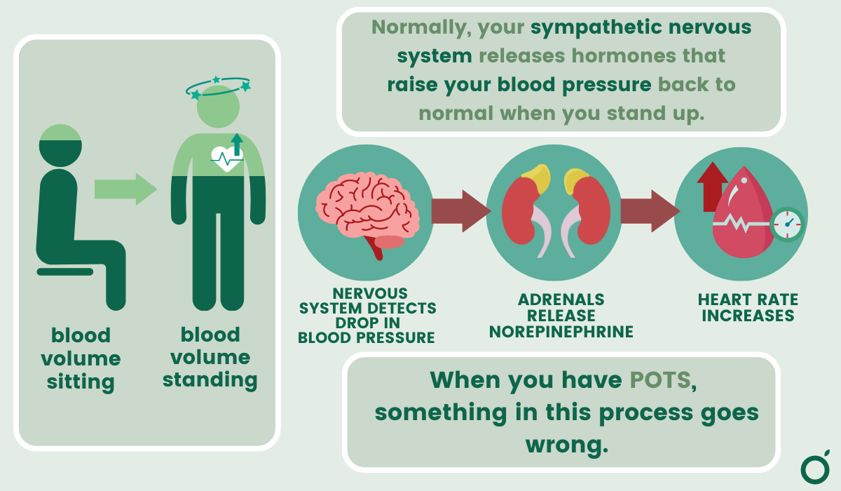 Graphic showing what goes wrong with POTS.