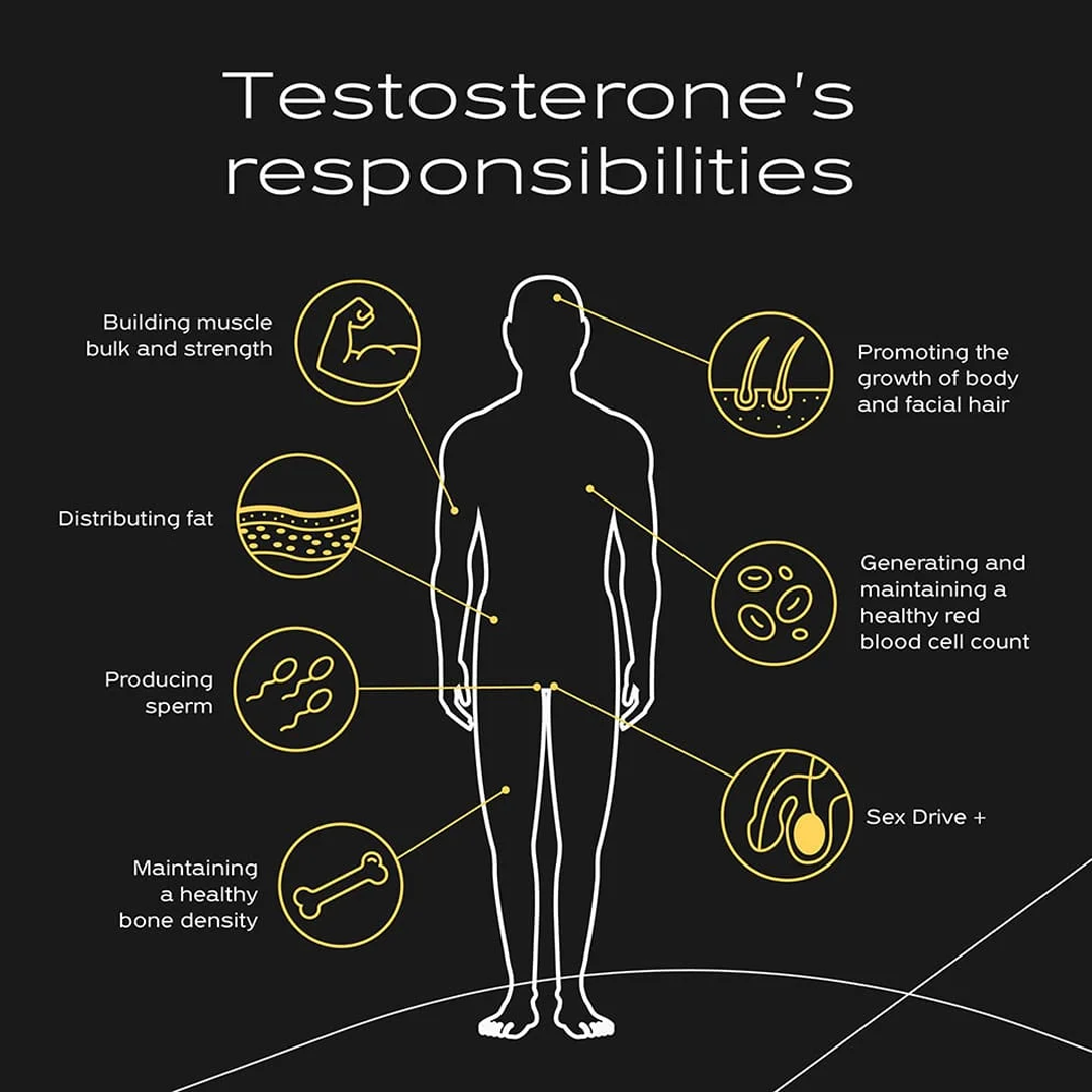 Infographic about testosterone’s responsibilities to the body.