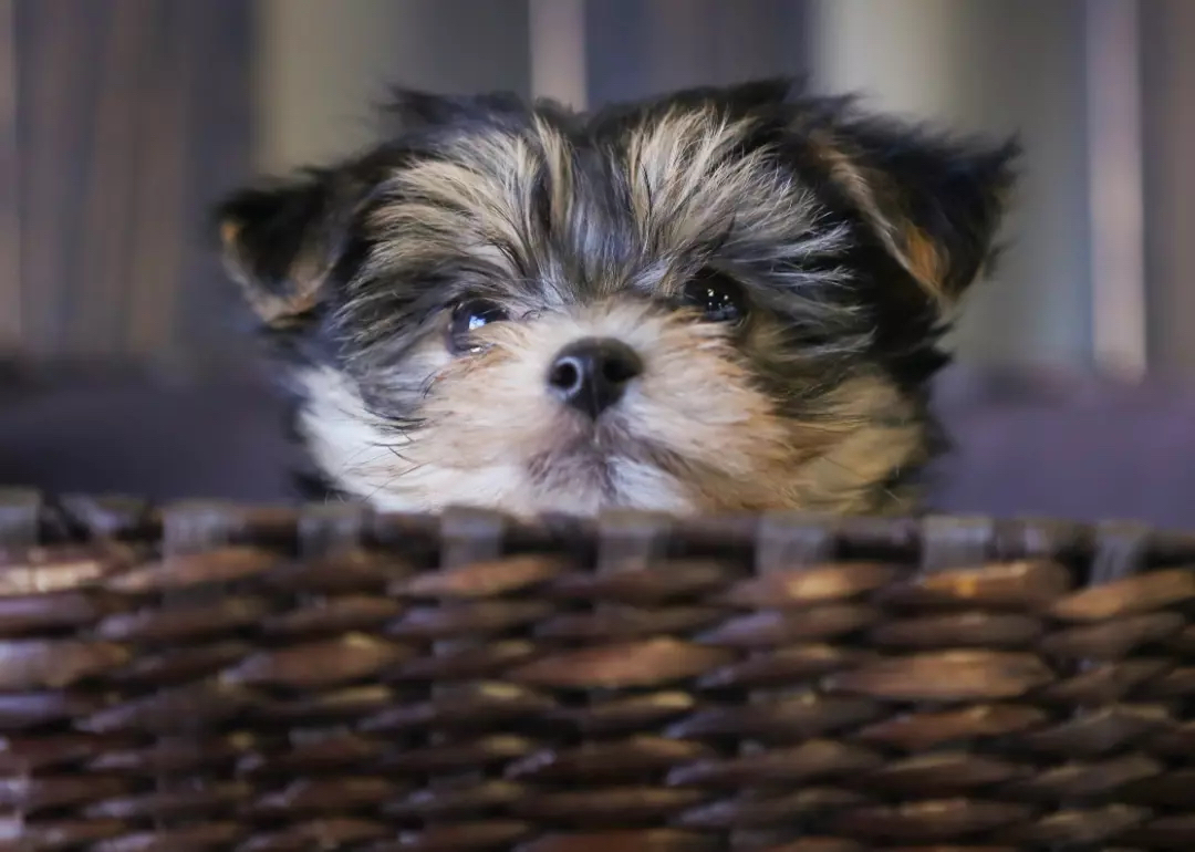 Tiniest Dog Breeds | Stacker