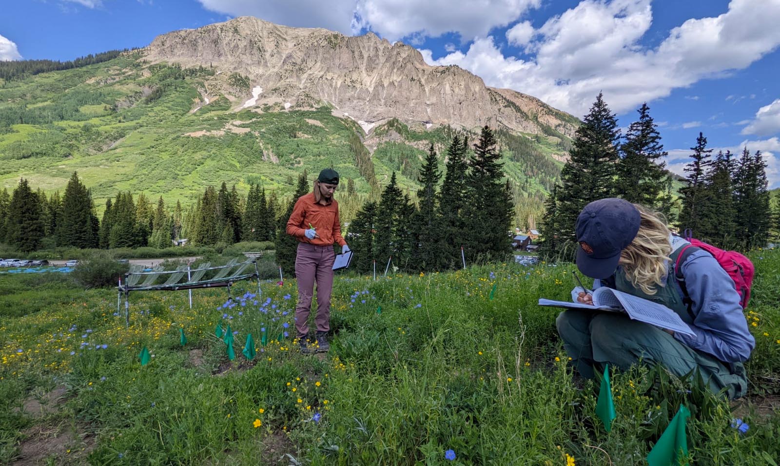 Elsa Godtfredsen and their research assistants counting seeds and bee activity in small subalpine meadow plots near the Rocky Mountains.