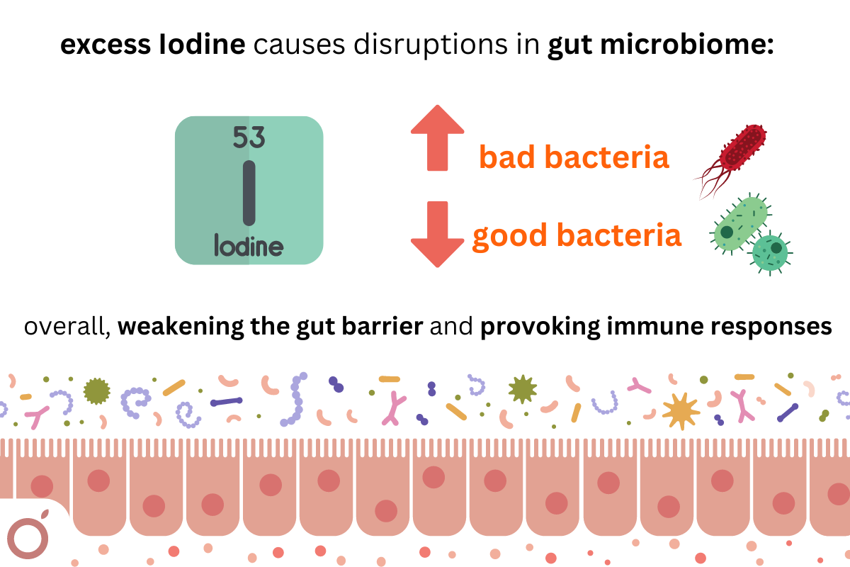 Graphic showing “How excess iodine and the gut microbiome influence thyroid function."