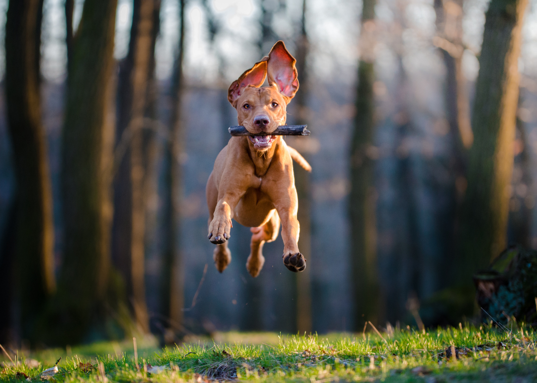 Hungarian pointer hound dog catches a stick in the air