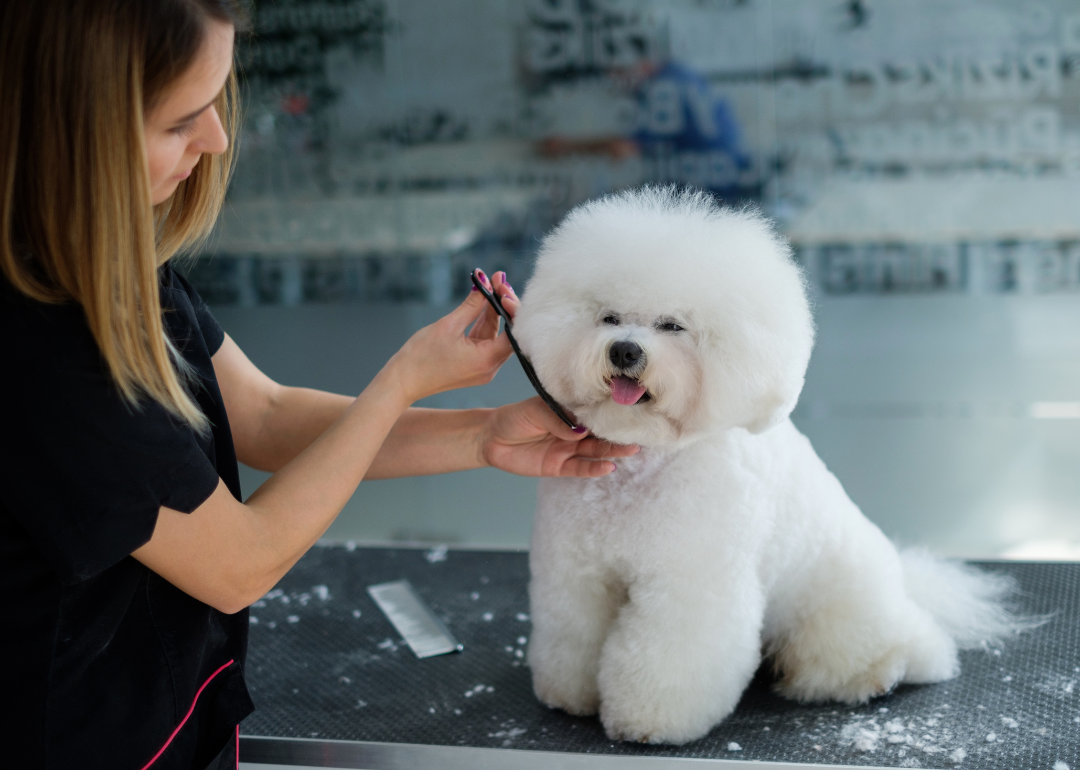 A white Bichon Frise dog at a dog grooming salon