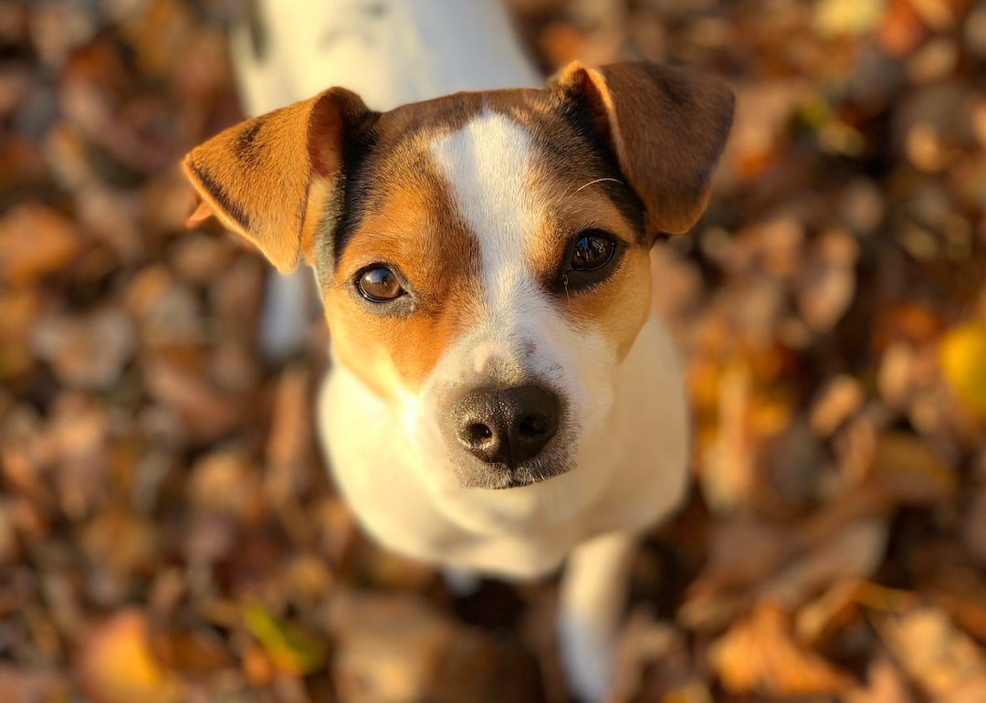 Danish-Swedish Farmdog playing in autumn leaves.