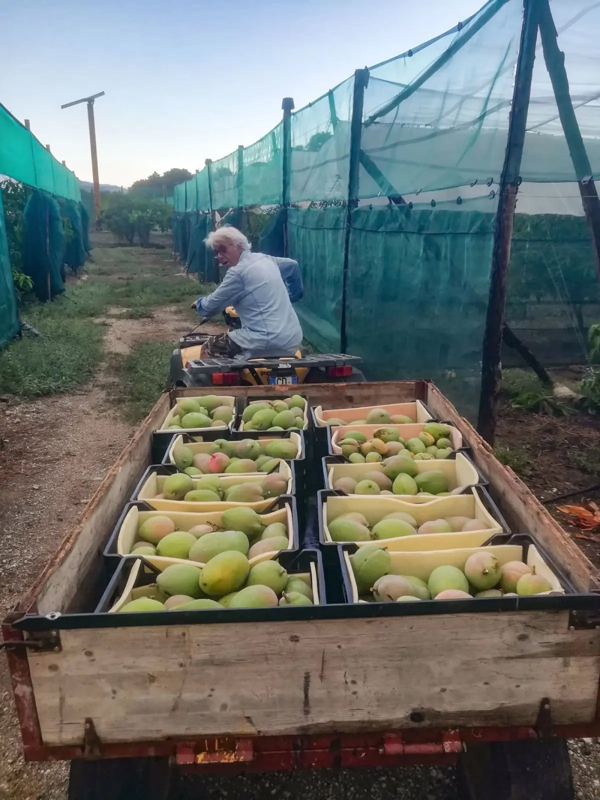 Vincenzo Amata pulls a cart teeming with mangoes on his farm in Messina on the northeastern coast of Sicily.