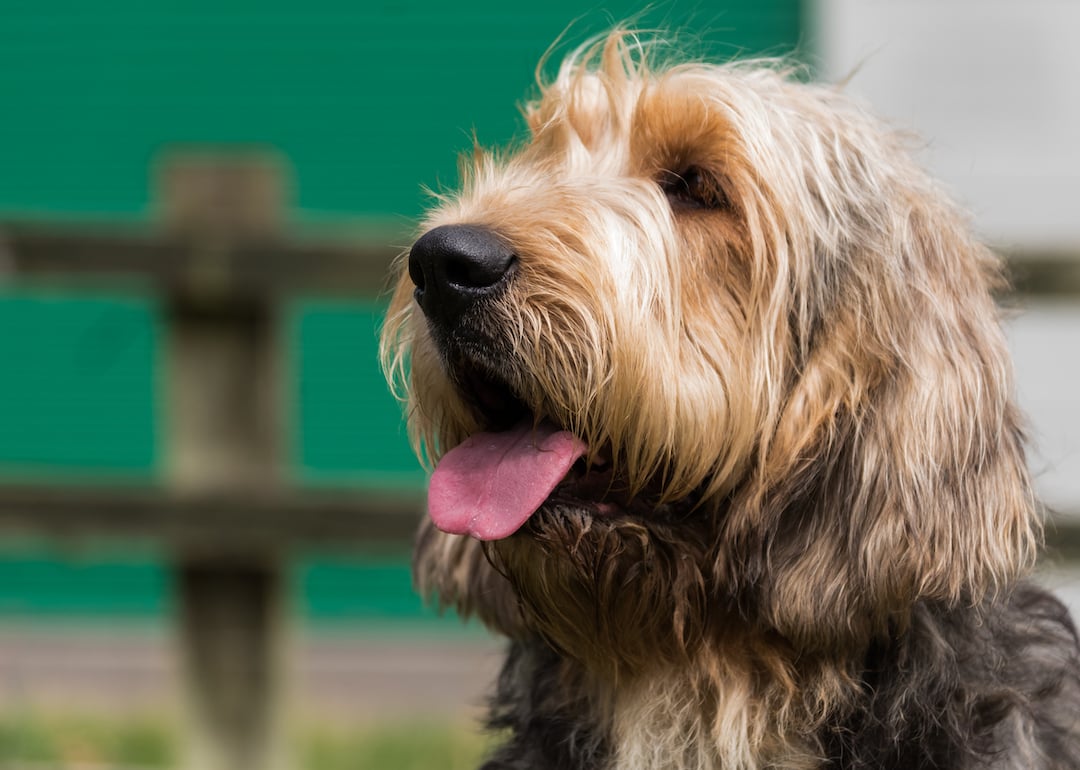 Portrait of an Otterhound looking up and to the left with mouth open and tongue out.