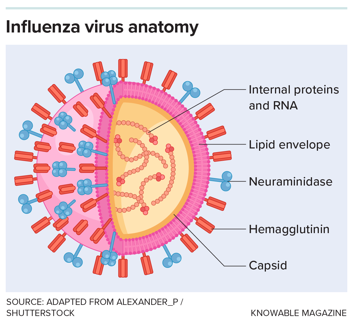 An influenza virus anatomy.