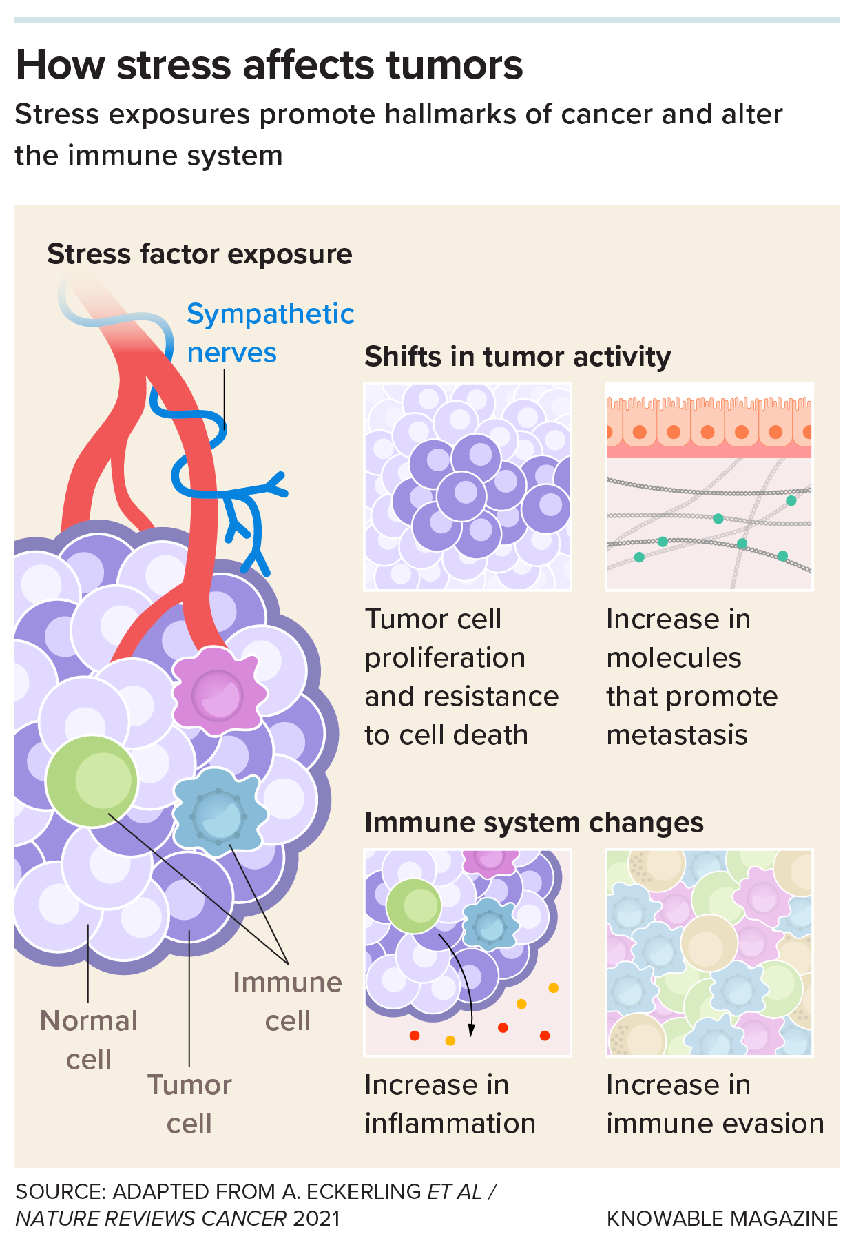 Infographic showing how stress affects tumors.