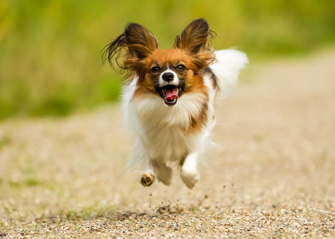 A papillon dog running outside.