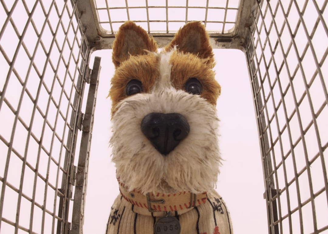 Bill Murray in "Isle of Dogs"
