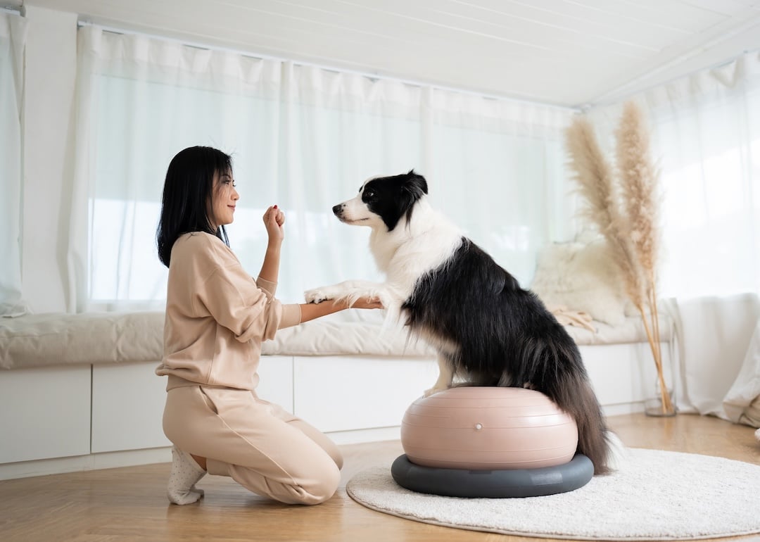 Woman animal trainer training dog with dog treat. 