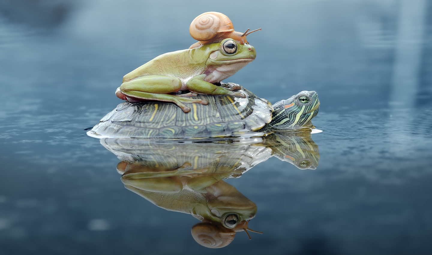 Snail Multiplying Stunning animal photos from around the world - Stacker Stories