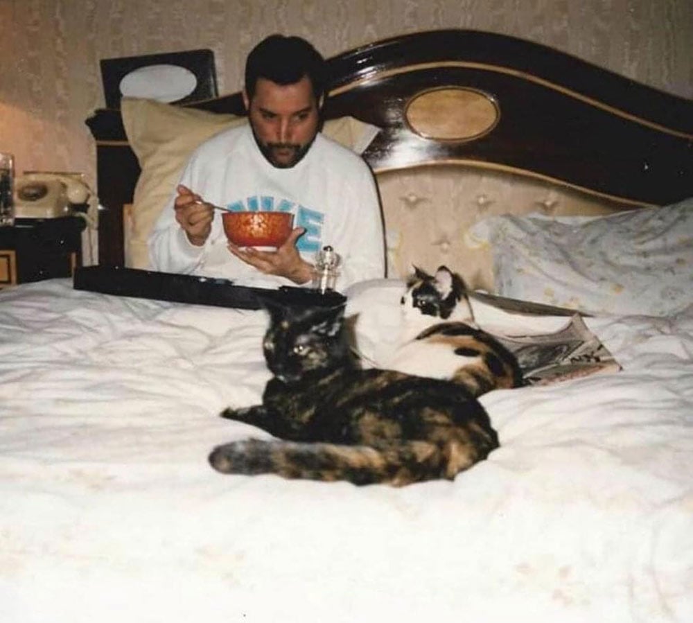 A bearded man in a white sweatshirt sits in bed eating from a bowl while two cats lounge on the white bedspread around him.