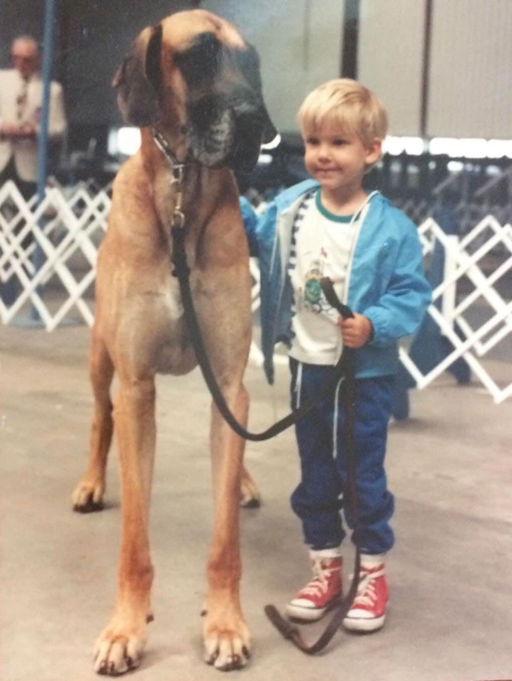 A small blond toddler in a blue jacket and red Converse sneakers holds the leash of an enormous Great Dane at what appears to be a dog show, smiling at the camera while the dog stands nearly as tall as he does.