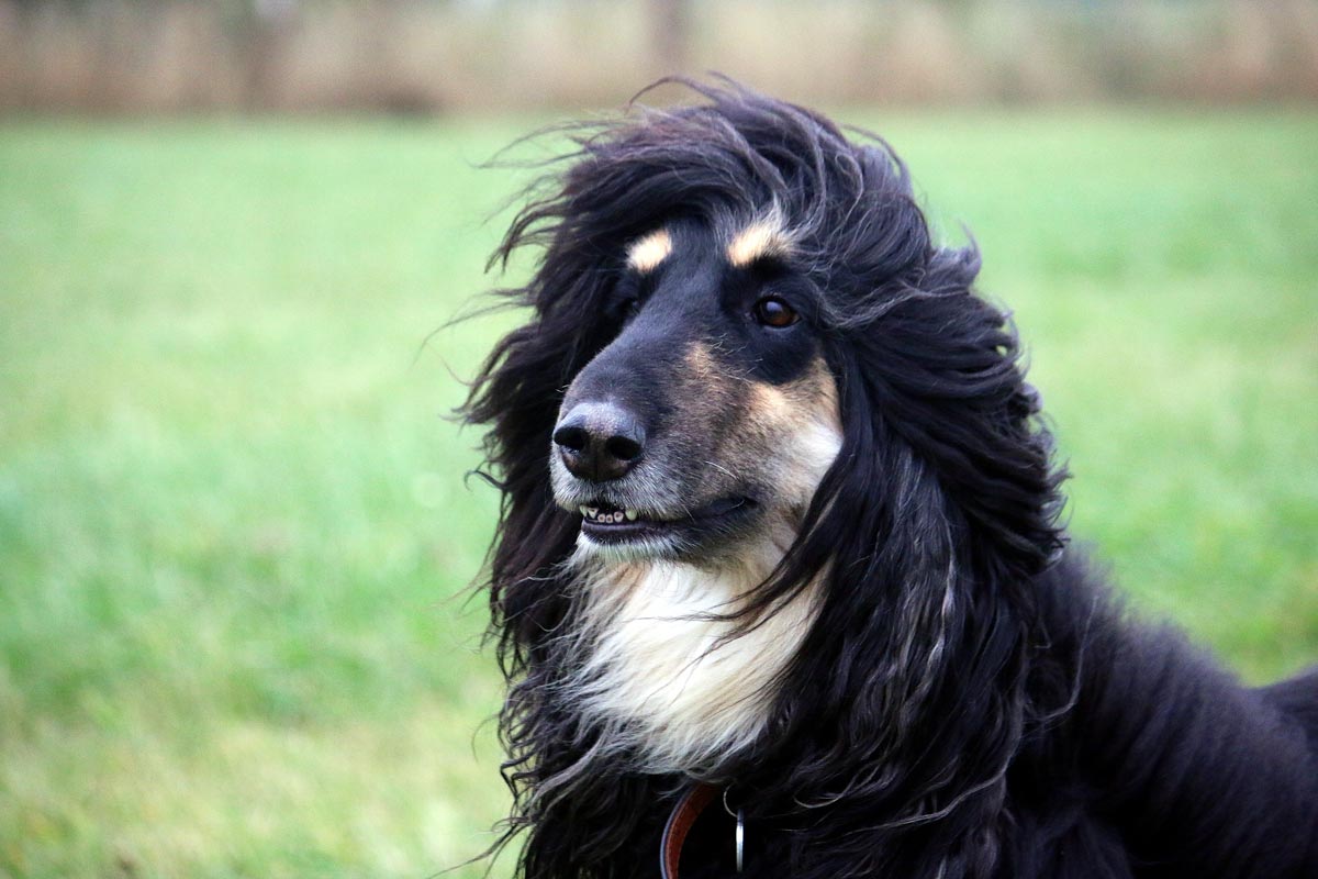 An afghan hound in some grass.