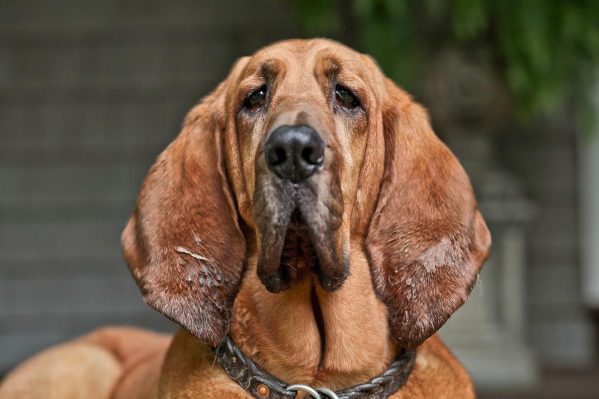 A bloodhound looking directly at the camera.