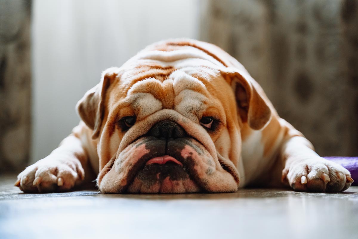 English bulldog laying on the floor.