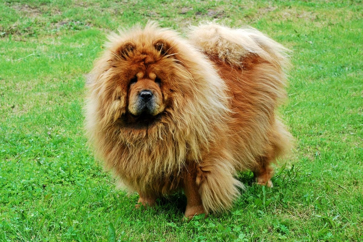 A fluffy chow chow on some grass.