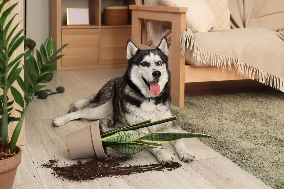 A mischievous looking Husky laying on the floor next to a plant it knocked over.