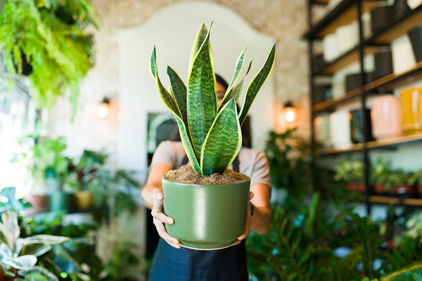 A woman in a plant store holding up a snake plant. 