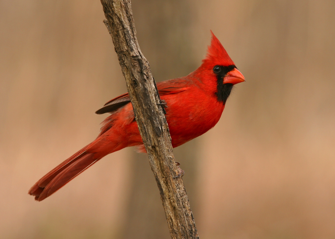 Do you know New Jersey's state symbols?