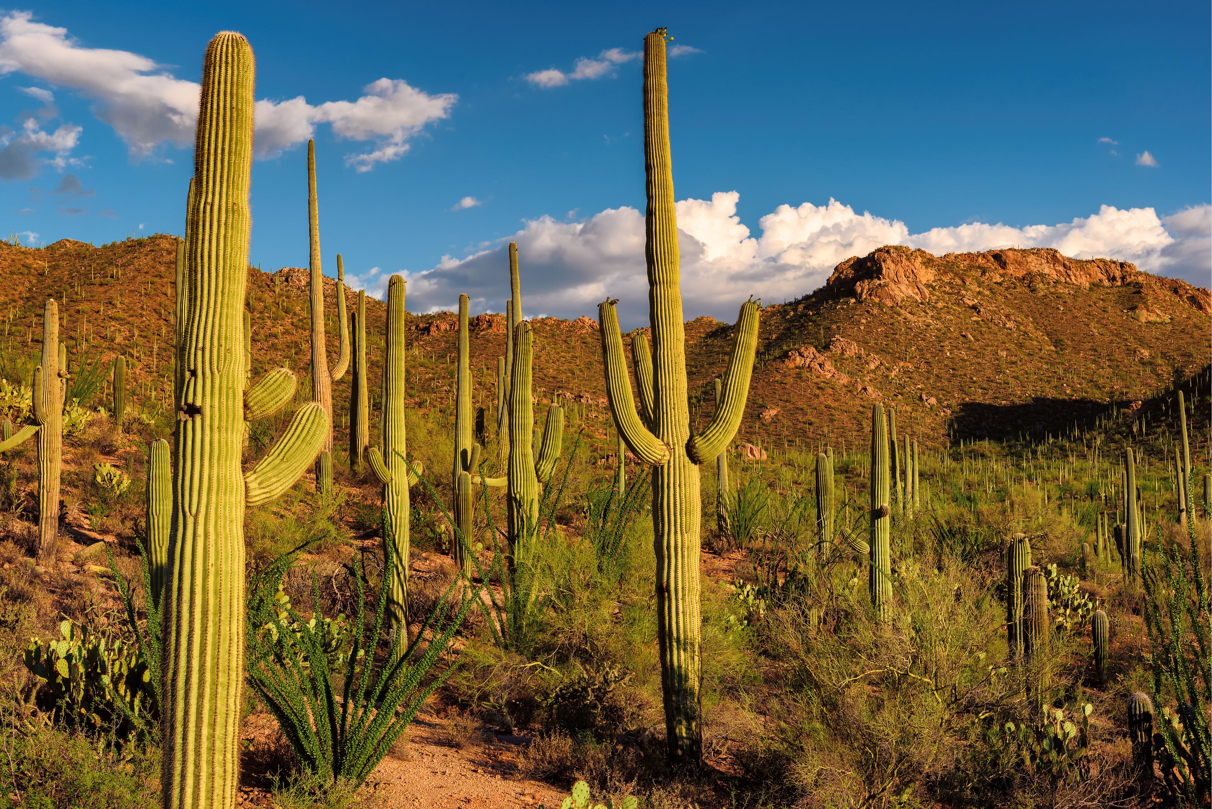 Saguro cactus in park.