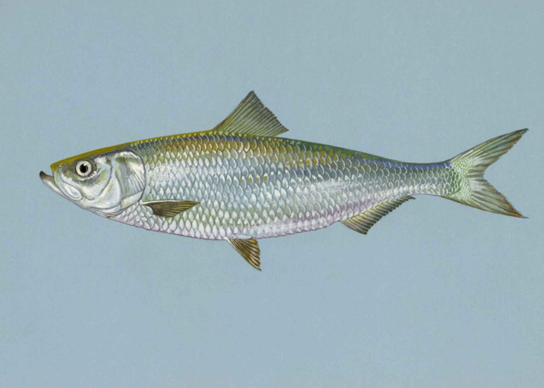 91VA3M Record fish caught in West Virginia