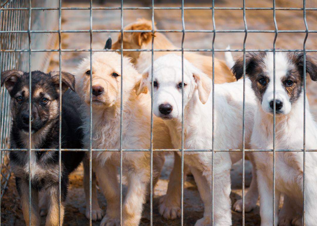 what do dog shelters need most