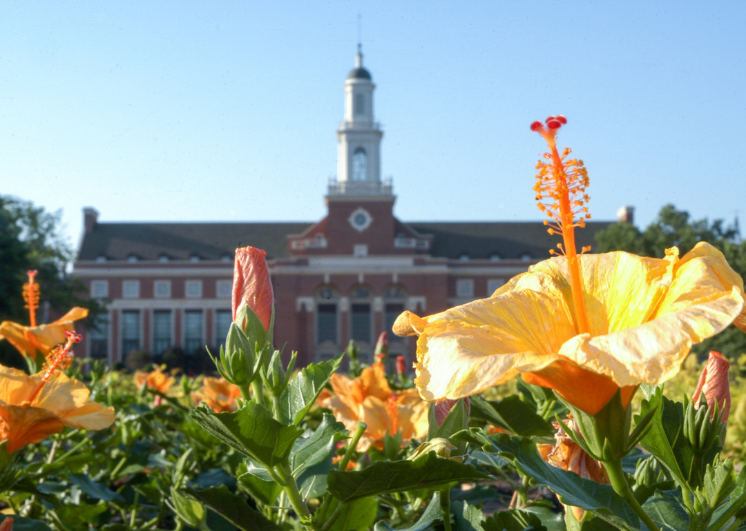 Orange Hibiscus flowers in front of Oklahoma State University.