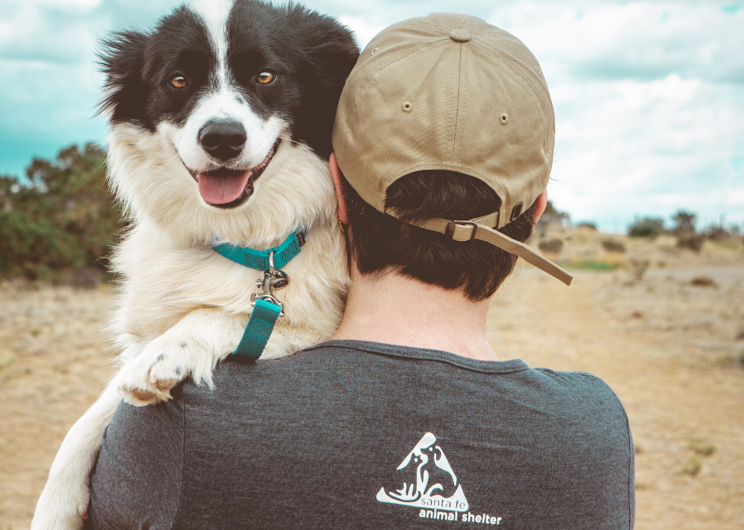 Animal Shelters That Take In The Most Dogs And Cats In Every State Stacker