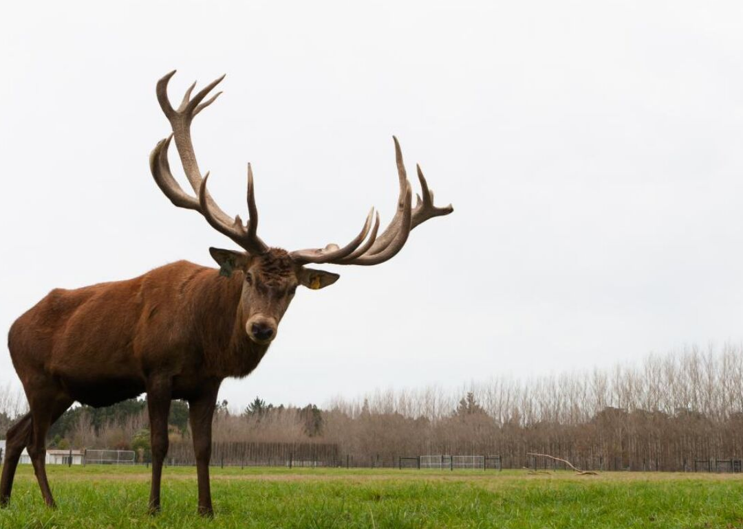 States Where You Are Most Likely to Hit a Deer Stacker