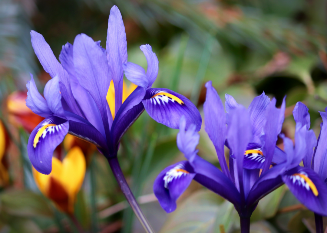 22 Early Blooming Spring Flowers for Your Garden - Birds and Blooms