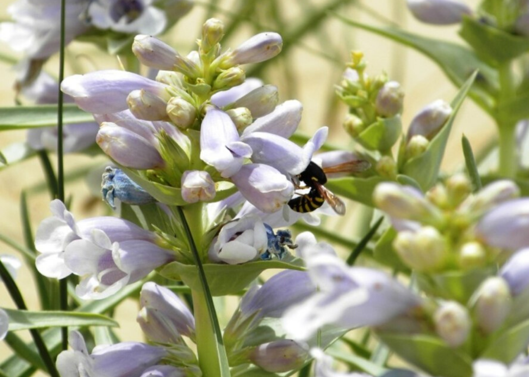 Endangered Plants To Watch Out For In Every State | Stacker