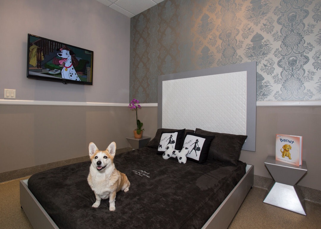 Luxurious Spas Just For Your Dog Stacker